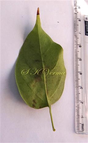  Leaflet (Abaxial View)